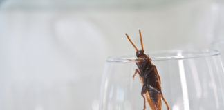 Cockroach in a drinking glass