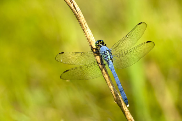 DragonFly BSD 5.4.1 released with new system compiler in GCC 8 and 