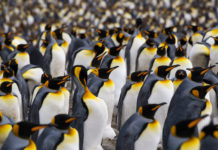 Linux adopts new Code of Conduct