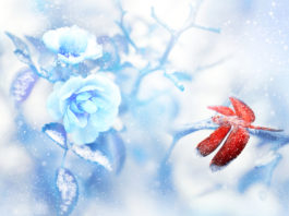 Red dragonfly in the snow on blue roses in a fairy garden.