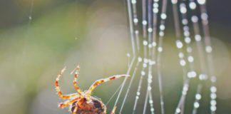 A Garden spider builds web